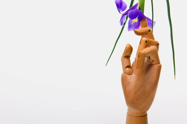 Vista de cerca de la mano sobre maniquí con hermosa flor de iris aislada en blanco - foto de stock