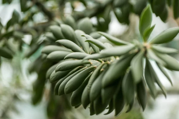 Close-up view of beautiful succulent plant with green leaves — Stock Photo