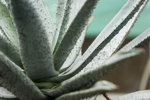 Vista de cerca de la hermosa planta de aloe verde - foto de stock