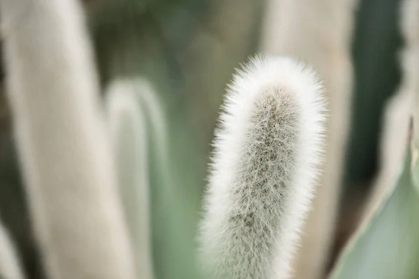 Селективный фокус красивого суккулентного растения с шипами — стоковое фото