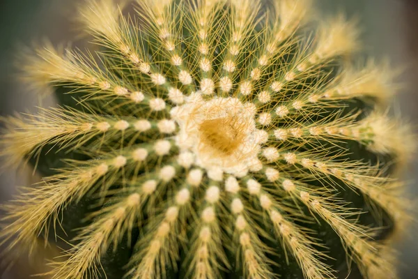 Vue de dessus du beau cactus vert avec des épines — Photo de stock