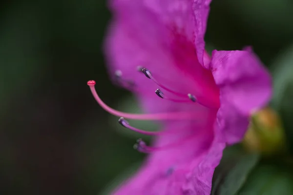 Enfoque selectivo de flor violeta hermosa floración fresca - foto de stock