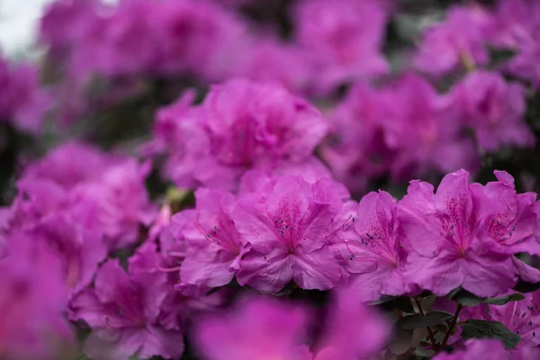 Close-up view of beautiful small blooming purple flowers — Stock Photo