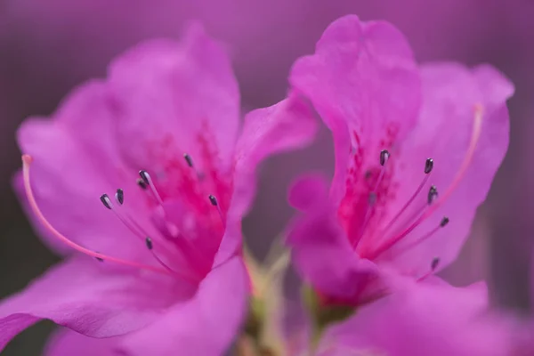 Вибірковий фокус красивих свіжих квітучих фіолетових квітів — стокове фото