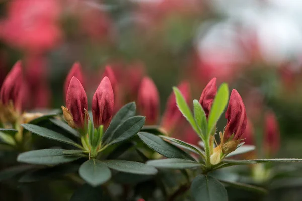 Enfoque selectivo de hermosos brotes de flores rojas tiernas y hojas verdes - foto de stock