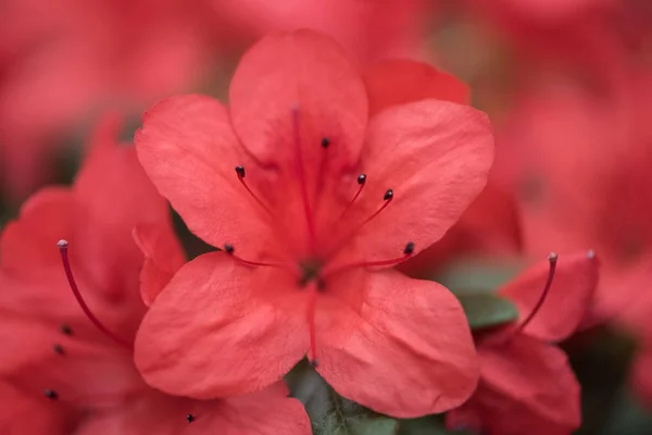 Enfoque selectivo de hermosas flores rojas florecientes frescas - foto de stock