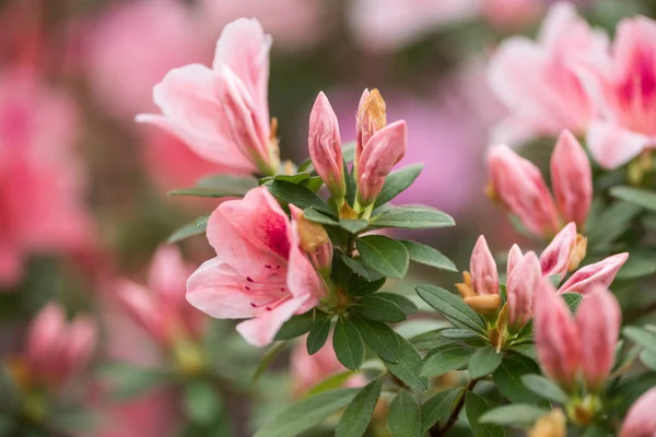 Vista de cerca de hermosas flores y brotes de color rosa tierno con hojas verdes - foto de stock