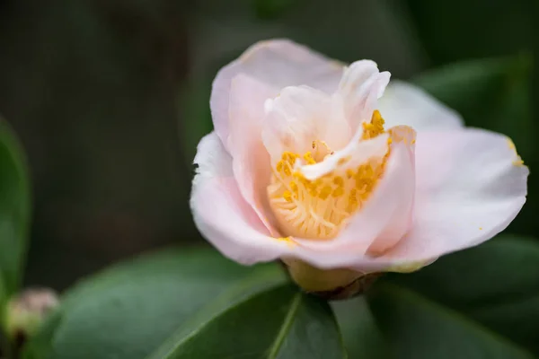 Крупный план красивого нежного цветущего розового цветка — стоковое фото