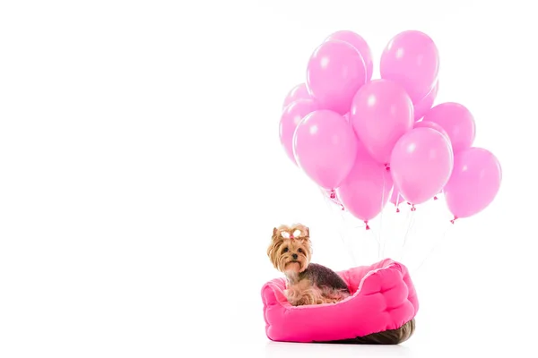 Yorkie Hund sitzt auf dem Bett mit Luftballons isoliert auf weiß — Stockfoto