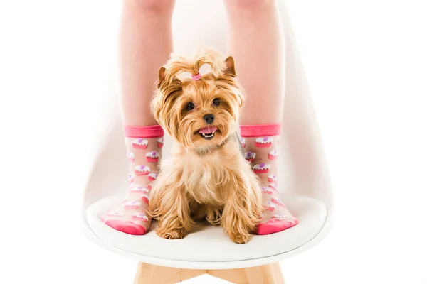 Dog — Stock Photo