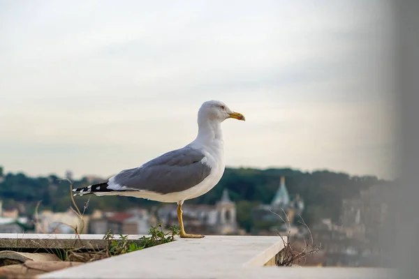 Selektivt Fokus Vild Mås Mot Molnig Himmel — Stockfoto