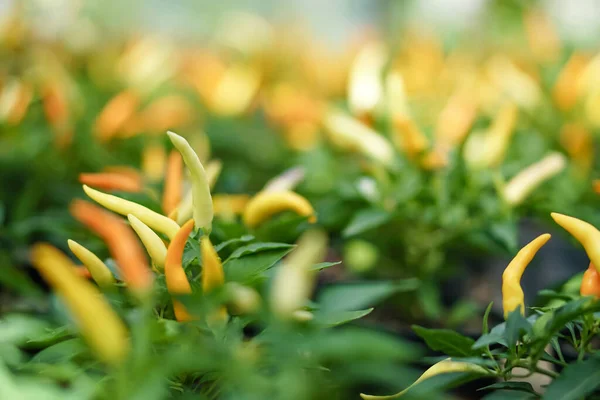 Selektiver Fokus von gelbem und orangefarbenem Chilipfeffer in der Nähe grüner Blätter — Stockfoto
