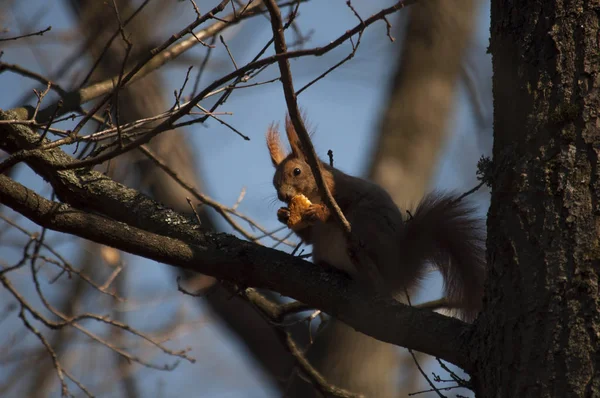 Squirrel sits on a tree and eats bread — Stock Photo, Image