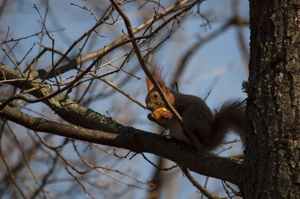 Écureuil assis sur un arbre et mange du pain — Photo