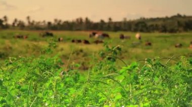 çocuk kadar keçi herding