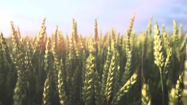 Agriculture wheat cornfield sun flare slow motion — Stock Video