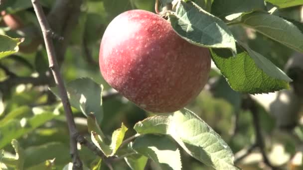Apple tree zoom out — Stock Video