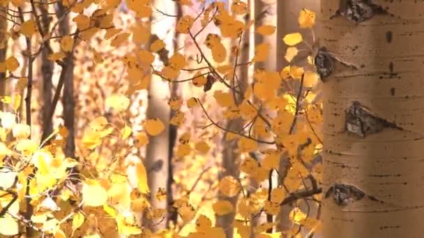 Höstens gula blad — Stockvideo