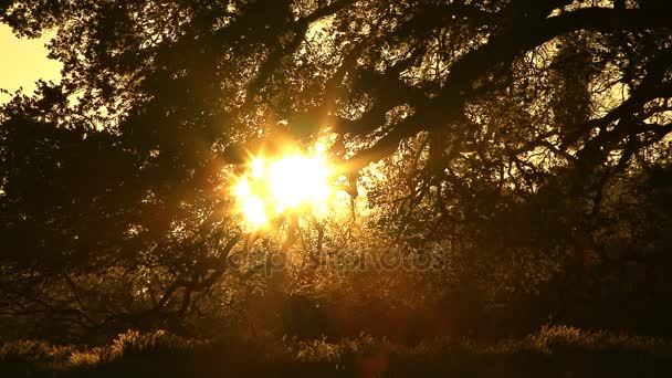 Ancient oak and setting sun — Stock Video