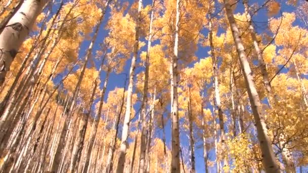 Autumn trees panning — Stock Video