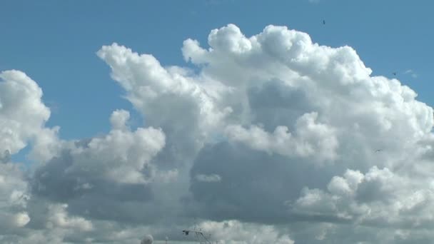 Baltische wolken en meeuwen als vlekjes timelapse — Stockvideo