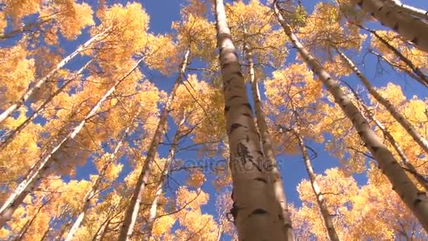 Herfst bomen tilt en pannen — Stockvideo