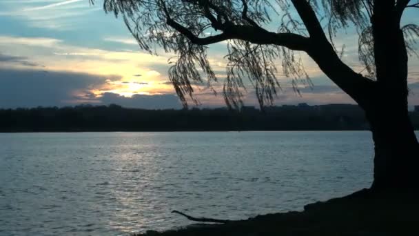 Ondas de baía ondulando sob a árvore ao pôr do sol — Vídeo de Stock