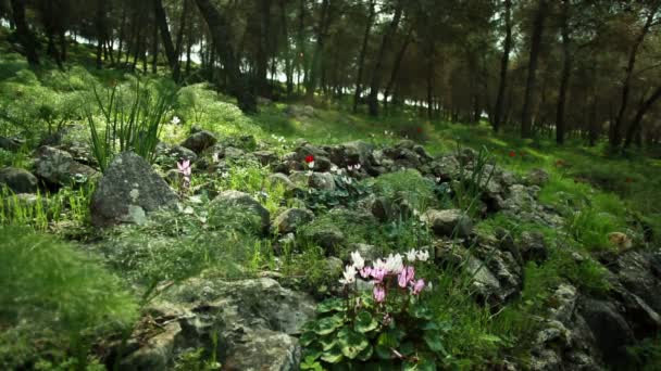 Vackra äng med moss gräs och blommor — Stockvideo