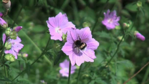 Бджола на фіолетовій квітці в Голландії — стокове відео
