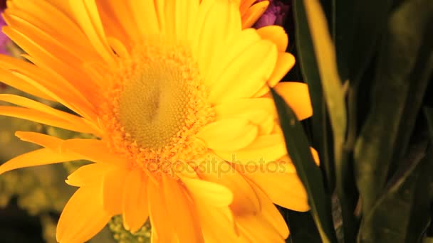 Big yellow flower slowly rotating — Stock Video