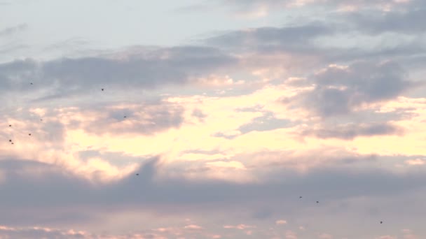 Ptáci a letadla letí Bermudy obloha při západu slunce — Stock video