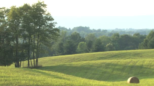明るい緑の田園地帯 — ストック動画