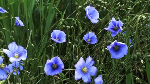 Голубые цветы стабилизированы — стоковое видео