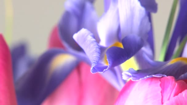 Fleur tournante violet vif — Video