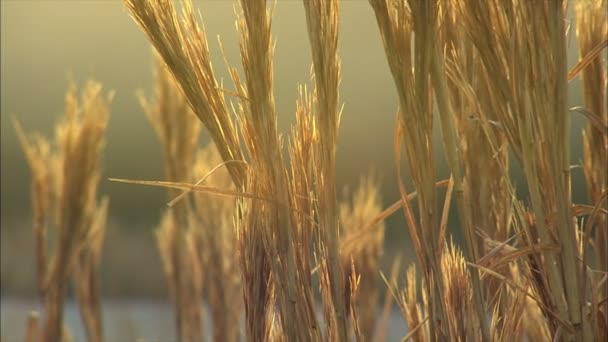 Яскравий захід сонця над зерном — стокове відео