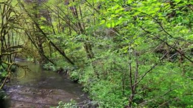Creek redwoods state Park
