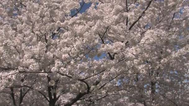 Cherry blossom tree tilt — Stock Video