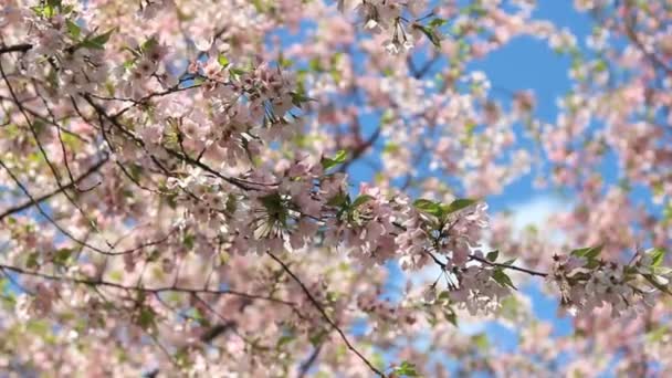 Flor de cerezo naturaleza escena — Vídeo de stock
