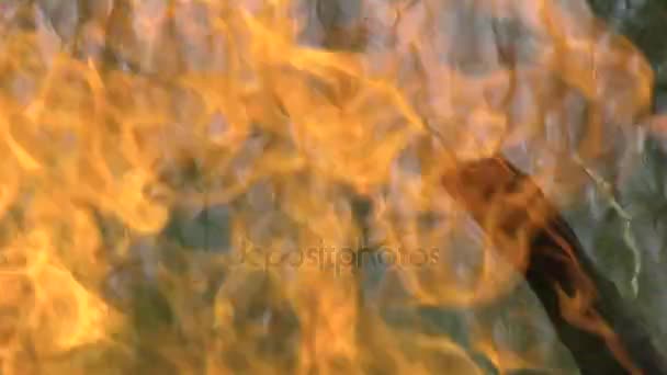 Cerca de fuego intenso ardiendo en hierba alta — Vídeos de Stock