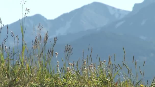 Колорадо трава на фоне гор — стоковое видео