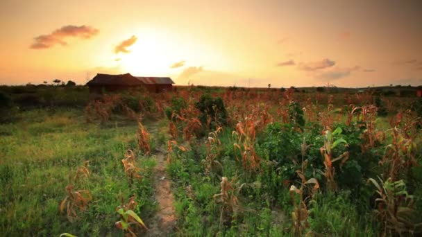 Maisfeld bei Sonnenuntergang in der Nähe eines Dorfes in Kenia — Stockvideo