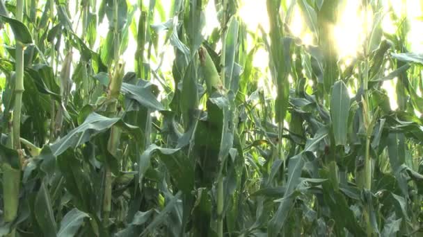 Tallos de maíz alejar — Vídeo de stock