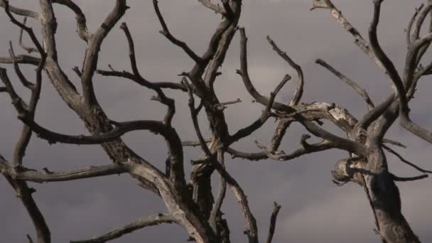 Dead tree in death valley — Stock Video