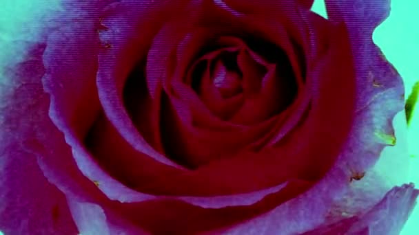 Digital glitch rose — стоковое видео