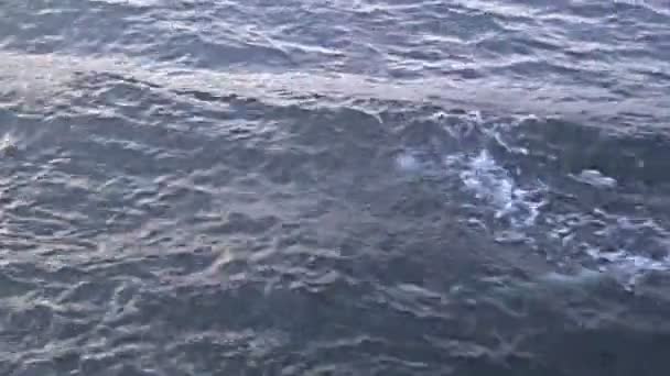 通过水喷射的海豚荚 — 图库视频影像