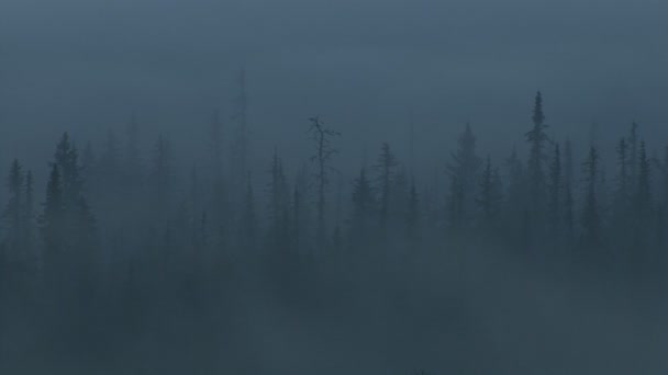 Hátborzongató ködös erdő — Stock videók