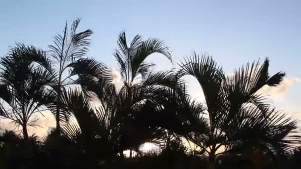 Evening beach palm trees — Stock Video