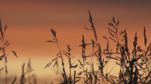 Силуэты вечерней травы — стоковое видео