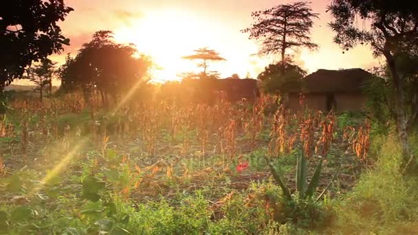 Campo de plantas com uma casa no fundo — Vídeo de Stock