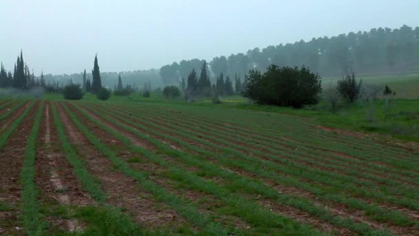 Feld mit grünen Gemüsereihen — Stockvideo